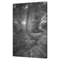 Sun Shining Through Trees - Black and White - Wall Art - abrandilion