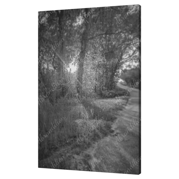 Sun Shining Through Trees - Black and White - Wall Art - abrandilion