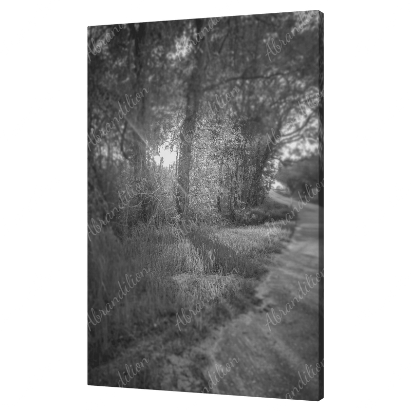 Sun Shining Through Trees - Black and White - Wall Art - abrandilion