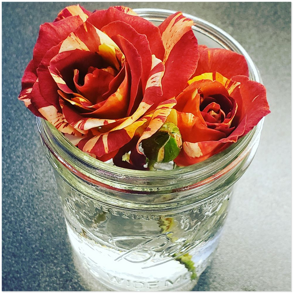 Roses in Jar Acrylic Print | 12x12 and 20x20 | Photography