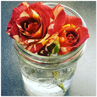 Roses in Jar Acrylic Print | 12x12 and 20x20 | Photography