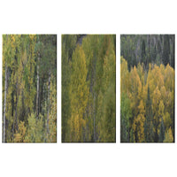 Colorado Aspen Trio | Fall Colors | Wall Art - abrandilion