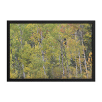 Colorado Aspens Framed Print | Wood Frame - abrandilion