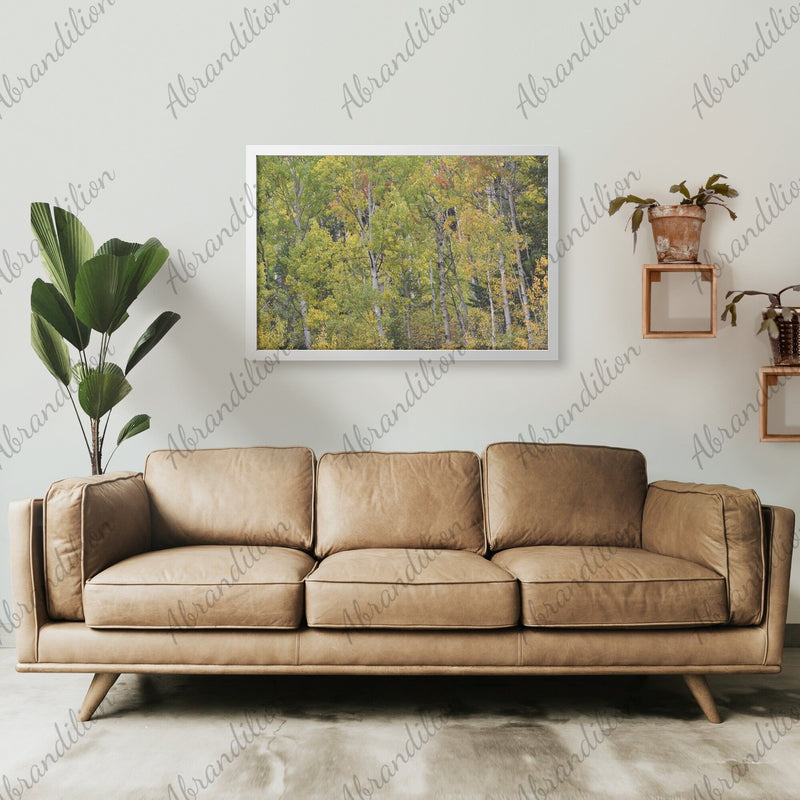 Colorado Aspens Framed Print | Wood Frame - abrandilion