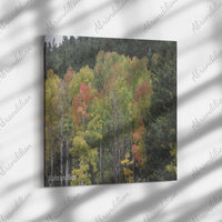 Colorado Fall Square Canvas Wrap - abrandilion