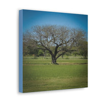 Mesquite Tree | Canvas Art | Cotton Fabric | Top Quality | 10"x8" - abrandilion