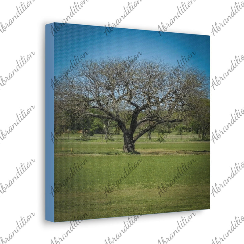 Mesquite Tree | Canvas Art | Cotton Fabric | Top Quality | 10"x8" - abrandilion