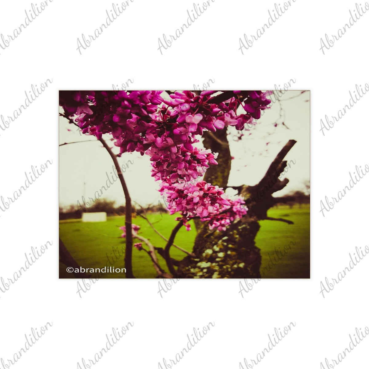 Pink Blooms Ceramic Photo Tile - abrandilion