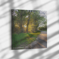 Sun Peeking Through Trees | Canvas Wrap - abrandilion