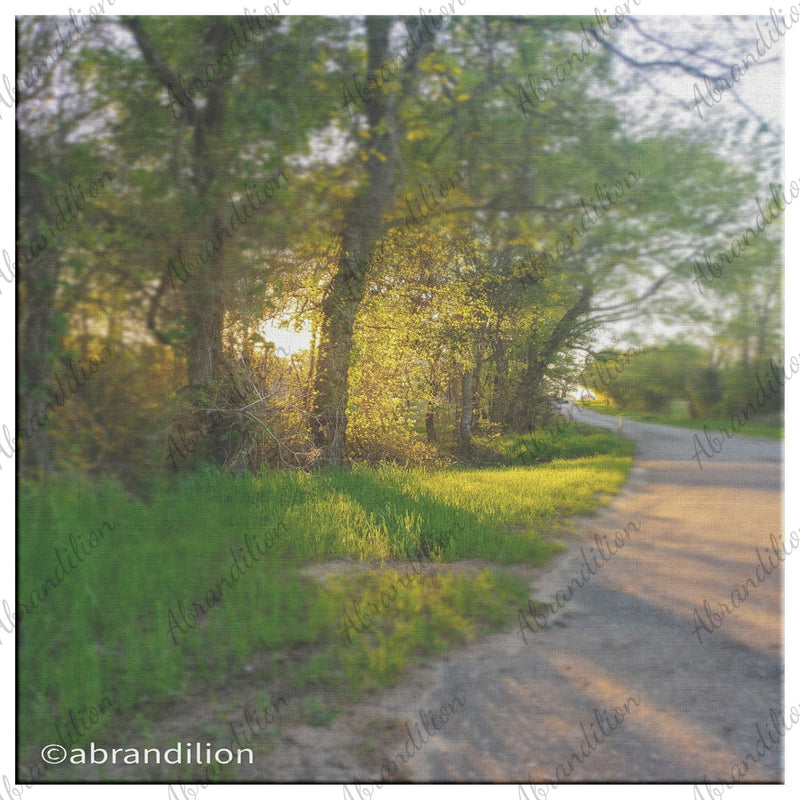 Sun Peeking Through Trees | Canvas Wrap - abrandilion